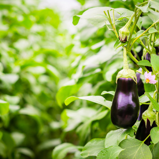 Eggplants Greenhouse