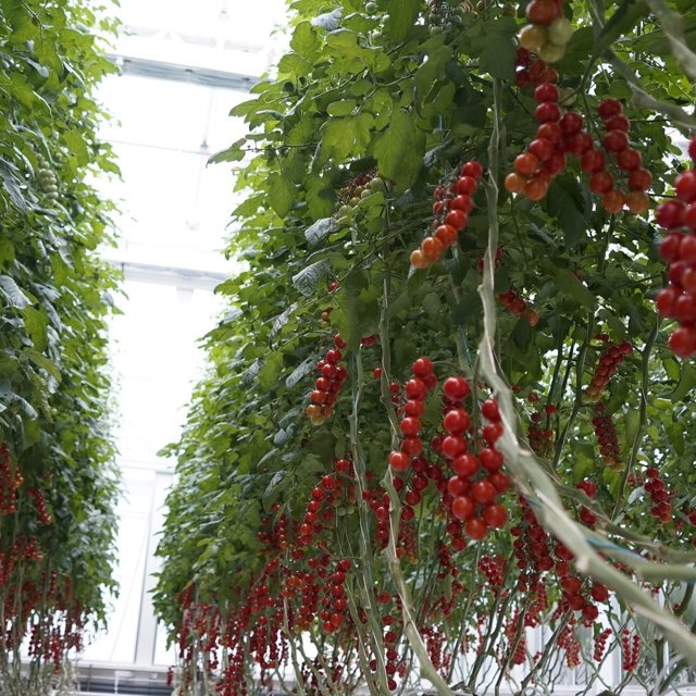 Tomatoes Plantonomy