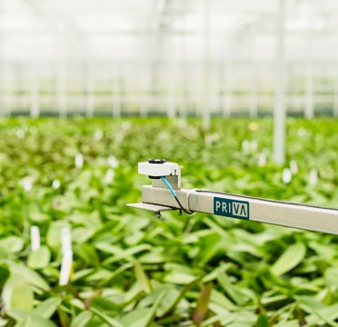 Priva PAR-Sensor Bonito Plants