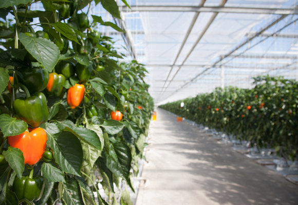Greenhouse Peppers