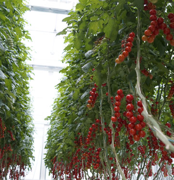 Tomatenernte im Gewächshaus