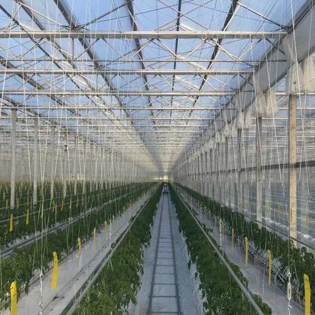 Kikkoman Inside Greenhouse